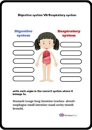 Digestive System Coloring Worksheet Digestive System and Respiratory System Worksheet