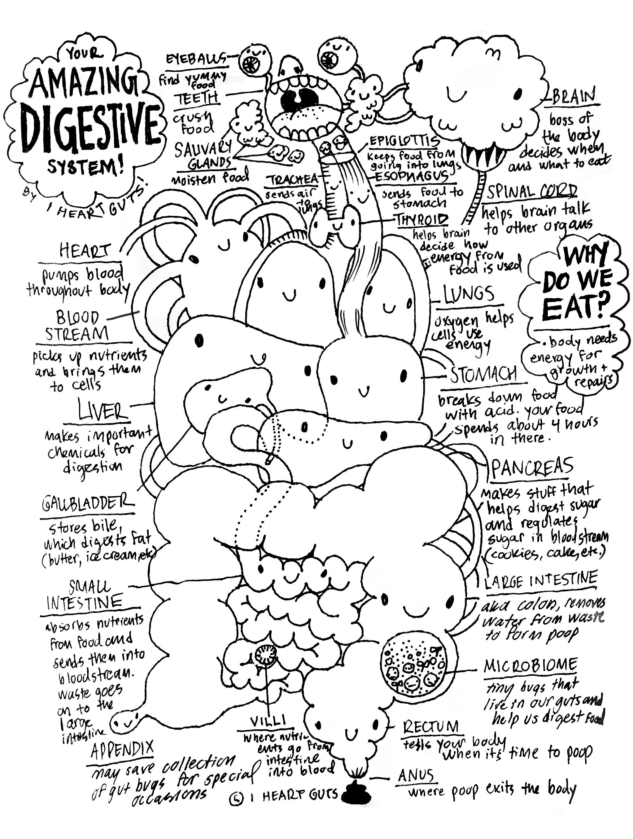 Digestive System Coloring Worksheet Digestive System Coloring Page