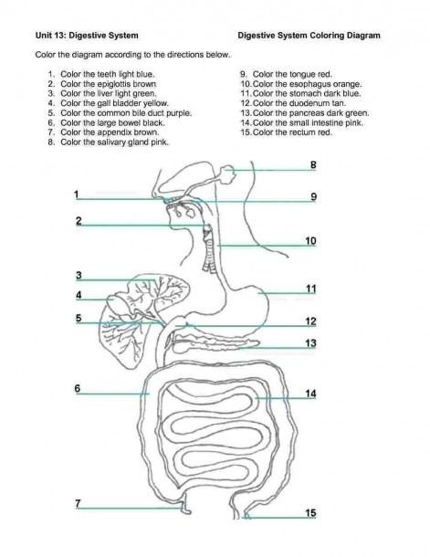 Digestive System Coloring Worksheet Digestive System Coloring Worksheet Coloring Coloringpages
