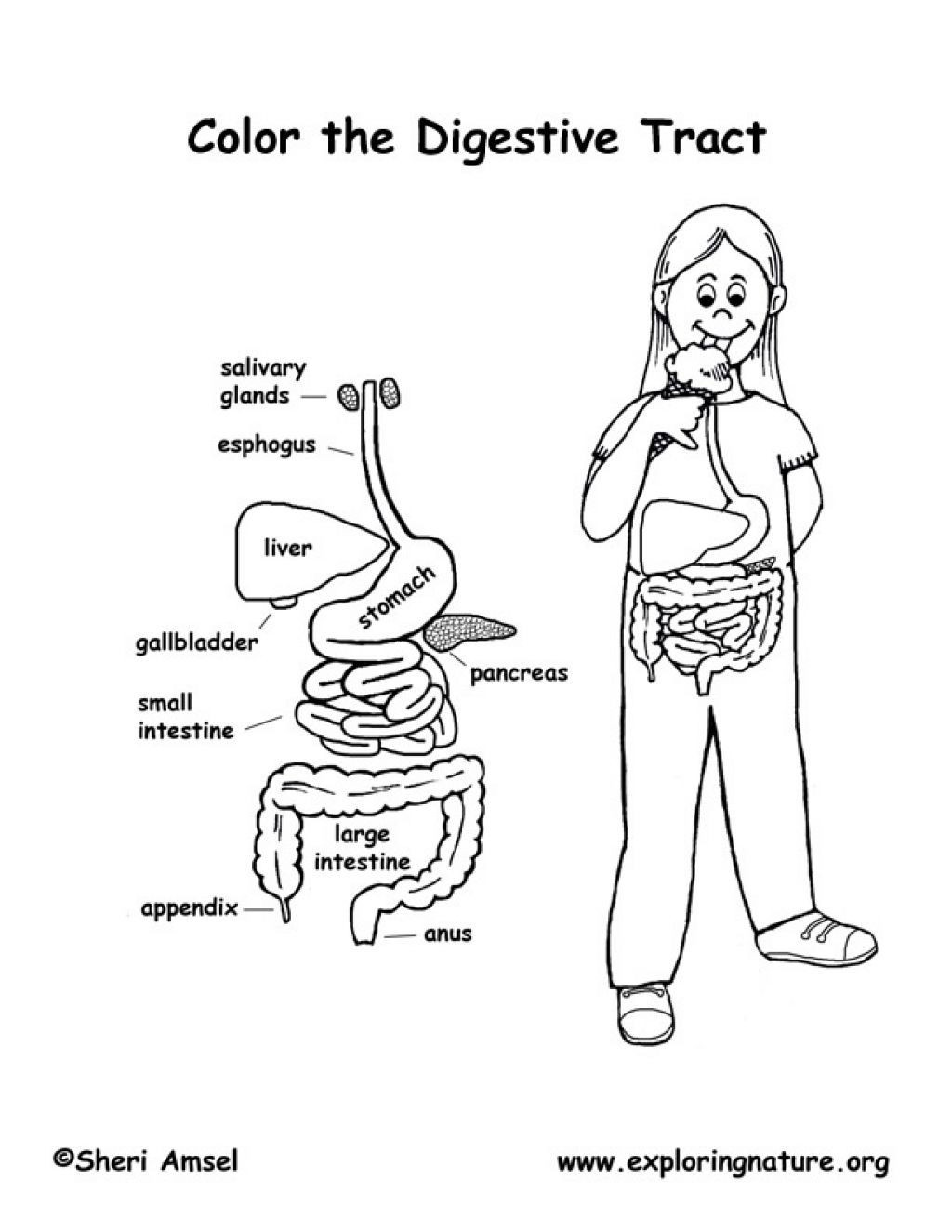 Digestive System Coloring Worksheet Free Coloring Pages Digestive System Download Free Clip