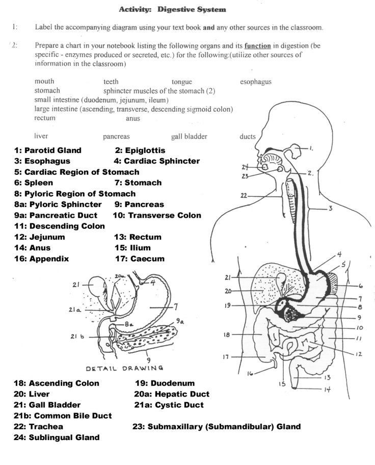 Digestive System Coloring Worksheet Image Result for Anatomy Labeling Worksheets