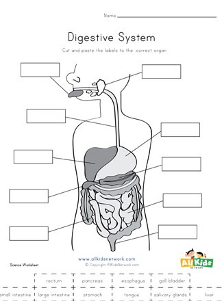 Digestive System Coloring Worksheet Label the Digestive System Cut and Paste