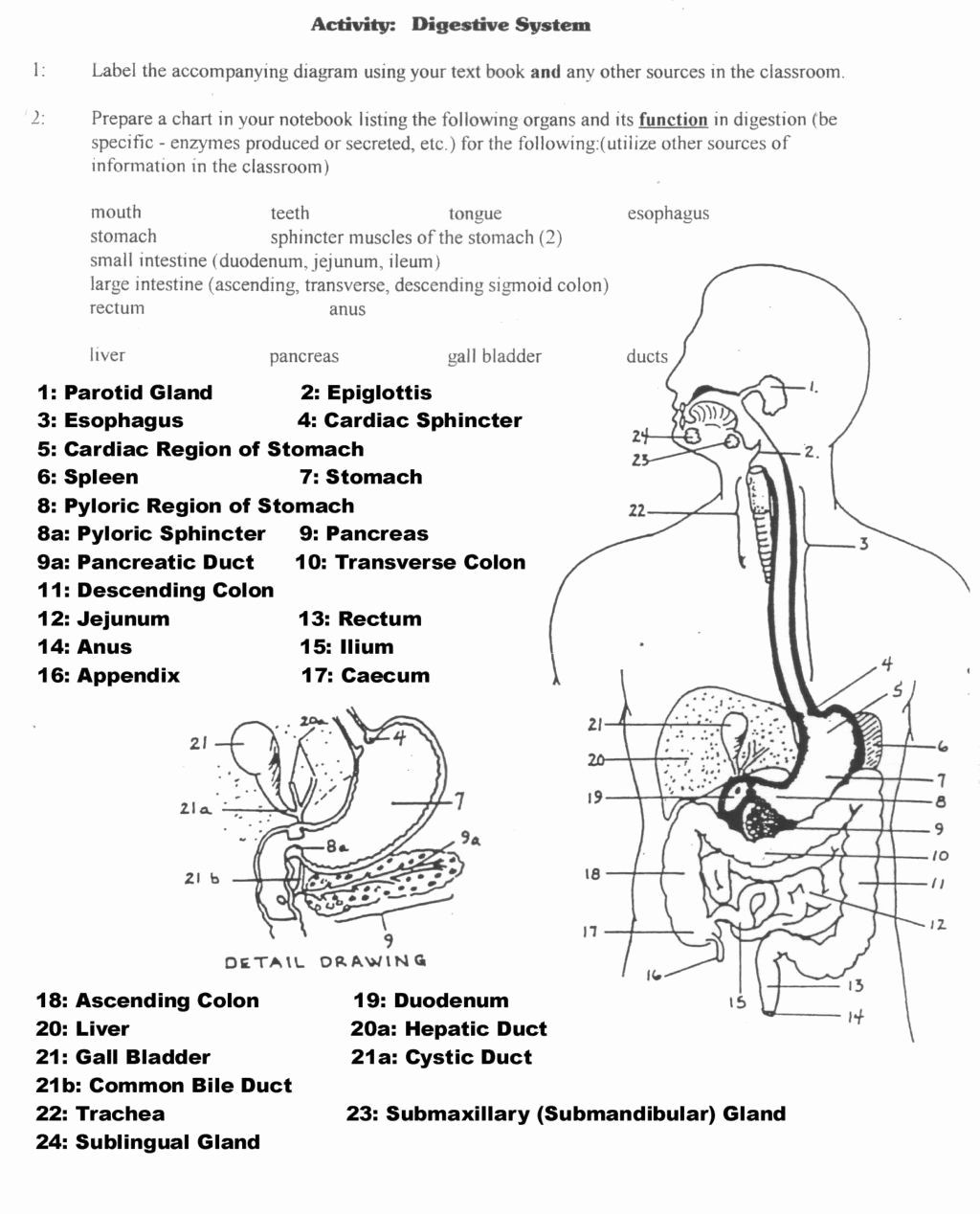 Digestive System Coloring Worksheet Military Branch Coloring Pages