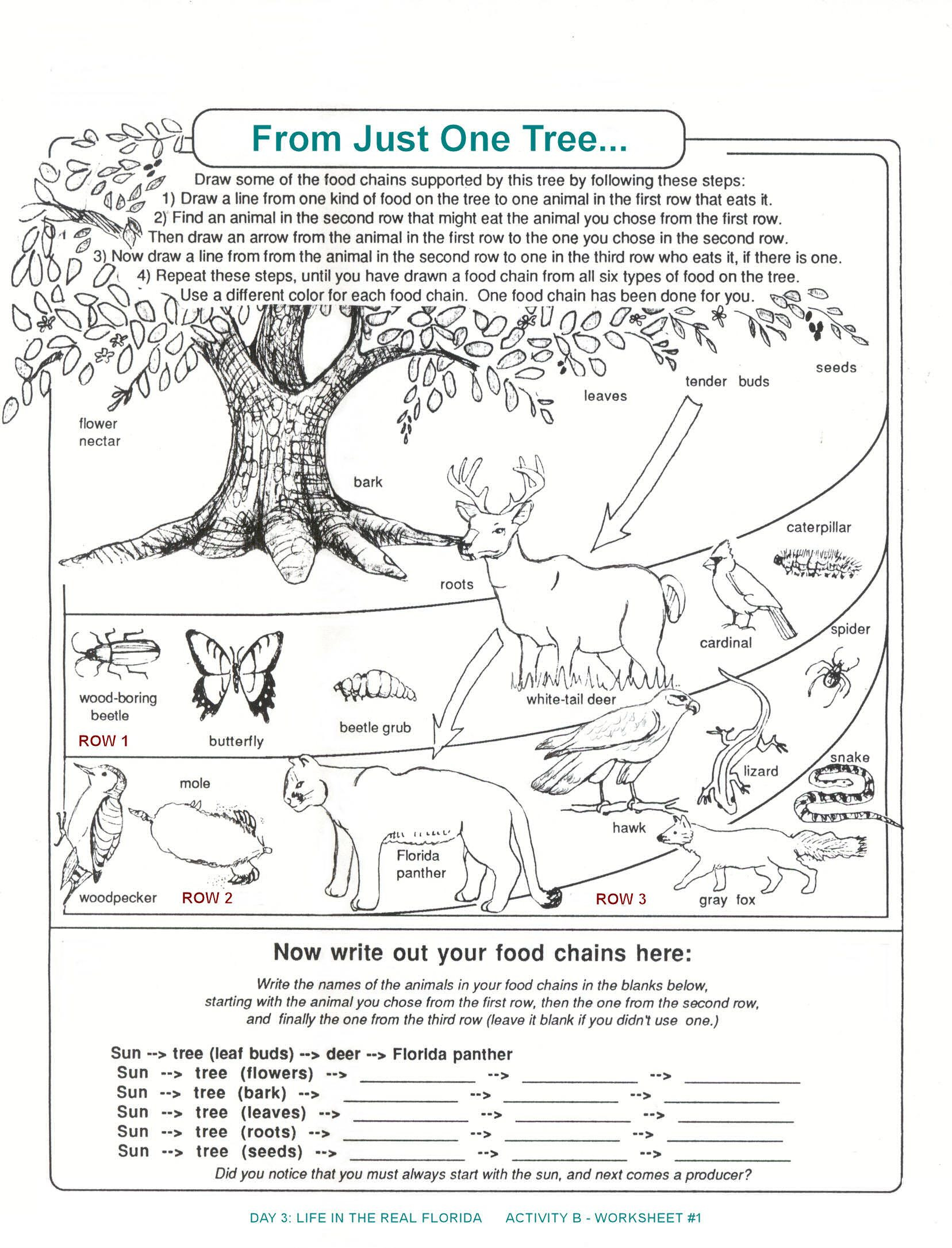 Ecosystem Worksheets 4th Grade Wel E to the Web Worksheet Answers