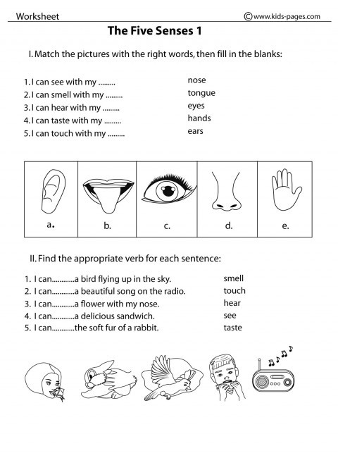 Five Senses Worksheets Kindergarten Five Sense Worksheet New 384 Our Five Senses Worksheets