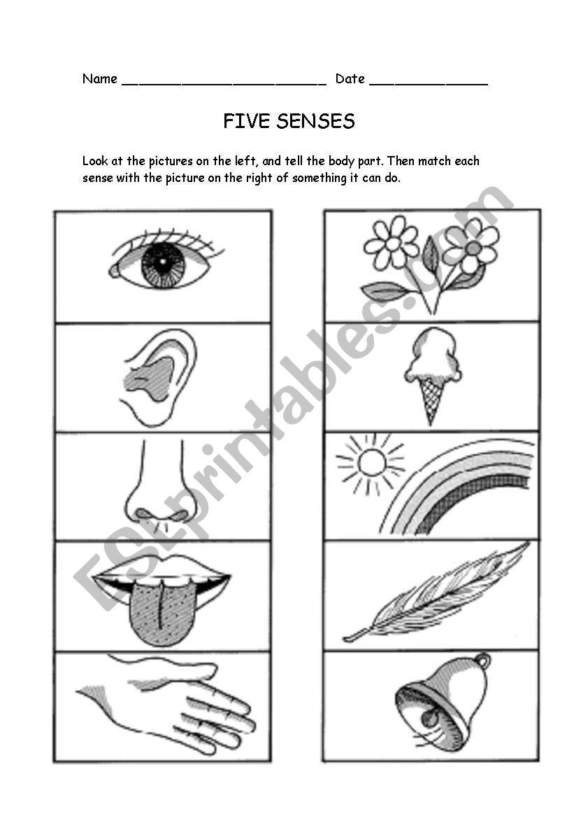 Five Senses Worksheets Kindergarten Five Senses Esl Worksheet by Raponxi