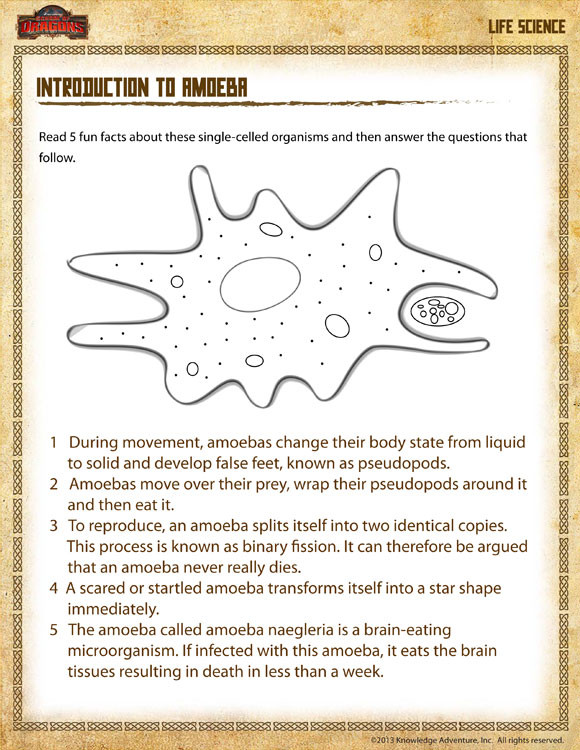 Free Fourth Grade Science Worksheets Introduction to Amoeba View – Science Worksheet Grade 4 – sod