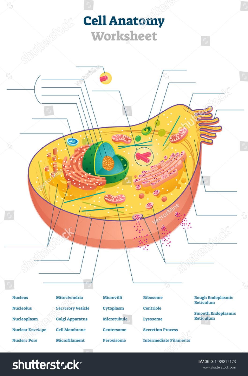 Free Printable Anatomy Worksheets Cell Anatomy Worksheet Vector Illustration Educational à¹à¸§à¸
