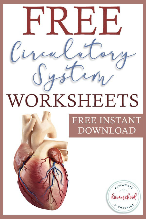 Free Printable Anatomy Worksheets Circulation Station Awesome Anatomy Worksheets