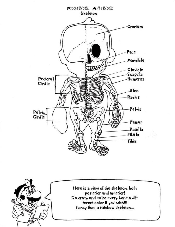 Free Printable Anatomy Worksheets Coloring Book Free Skullatomy Coloring Pages Printable