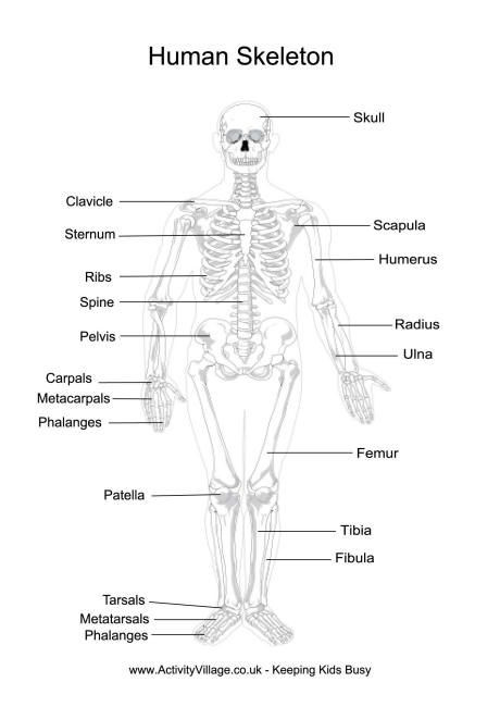Free Printable Anatomy Worksheets Free Human Anatomy Printables