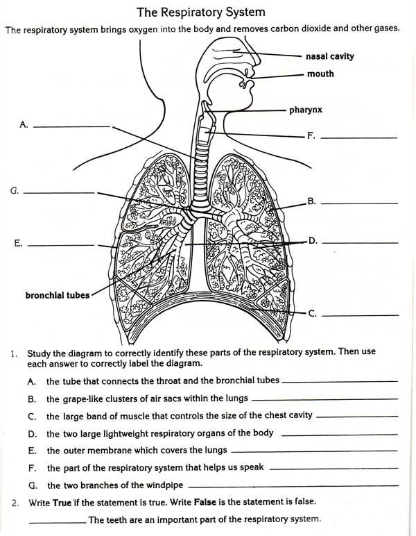 Free Printable Anatomy Worksheets Free Lung Worksheets Respiratory System