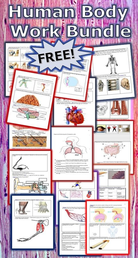 Free Printable Anatomy Worksheets Free Printable Human Anatomy Worksheet Pack Homeschool