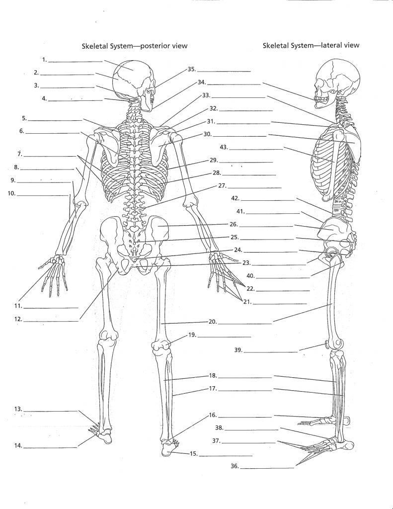 Free Printable Anatomy Worksheets Human Anatomy Worksheets