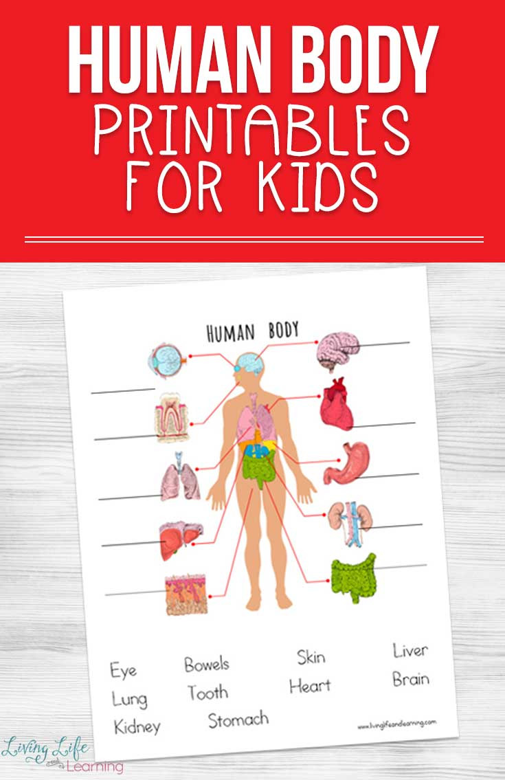 Free Printable Anatomy Worksheets Human Body Printables for Kids