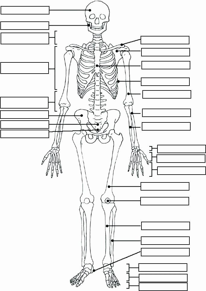 Free Printable Anatomy Worksheets Printable Horse Anatomy Worksheets Free Anatomy Worksheets