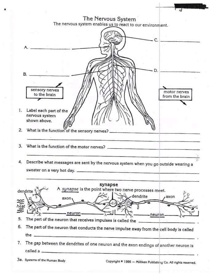 Free Printable Biology Worksheets Worksheets Nervous System for Grade Kids Biology