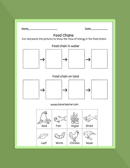 Free Printable Ecosystem Worksheets Food Chain Food Web Ecosystems Printables and Worksheets