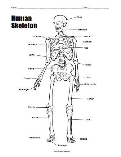 Free Printable Human Anatomy Worksheets Free Printable Human Skeleton Worksheet