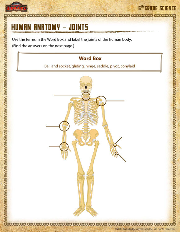 Free Printable Human Anatomy Worksheets Human Anatomy Joints View – 6th Grade Science Worksheets – sod