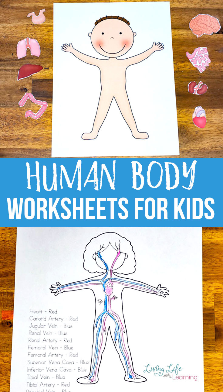 Free Printable Human Anatomy Worksheets Human Body Worksheets for Kids