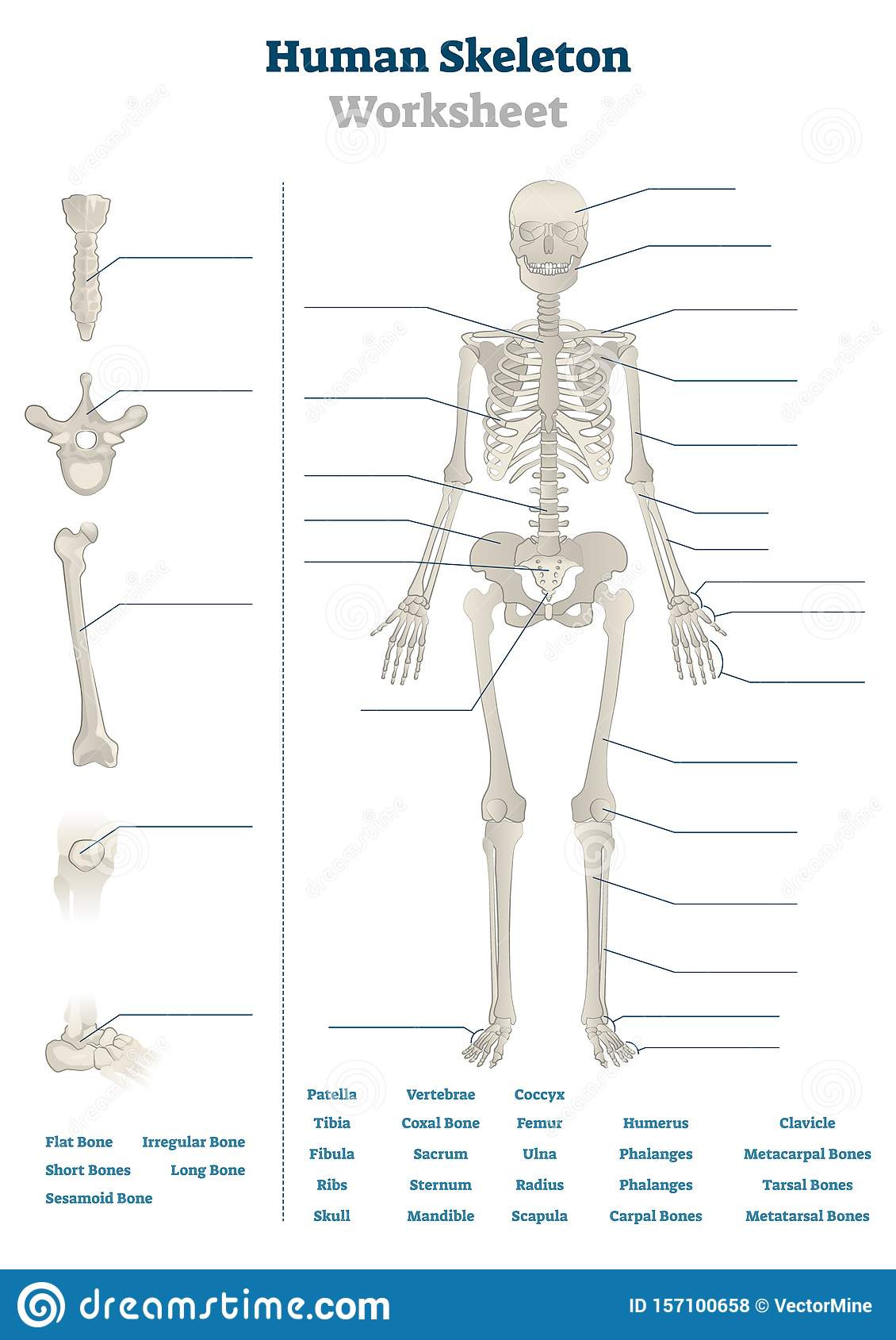 Free Printable Human Anatomy Worksheets Human Skeleton Worksheet Vector Illustration Blank