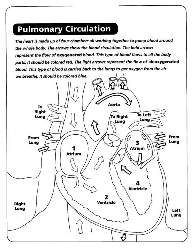 Heart Coloring Worksheet Anatomy Coloring Pages Heart Coloring Home