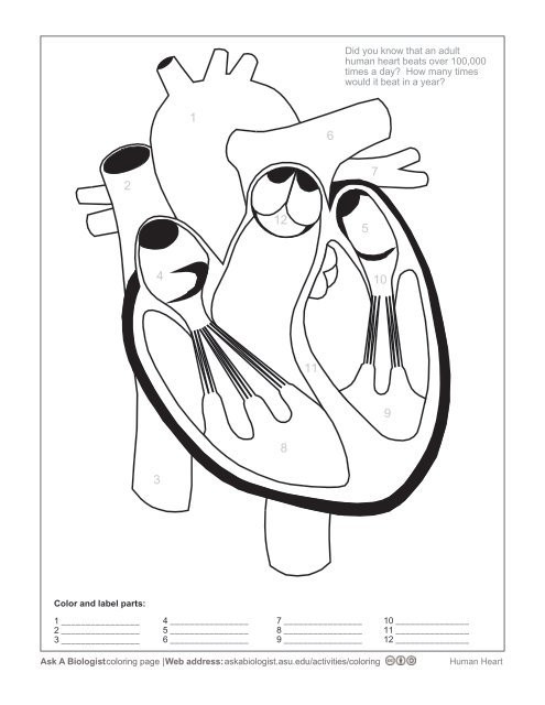 Heart Coloring Worksheet ask A Biologist Human Heart Coloring Worksheet