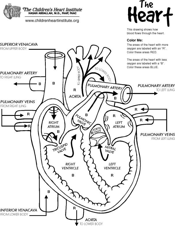 Heart Coloring Worksheet Free Heart Diagram Coloring Page Printable Homeschool