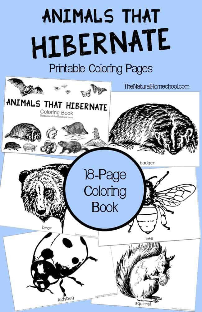 Hibernation Worksheet for Preschool Animals that Hibernate In Winter Printable Coloring Book