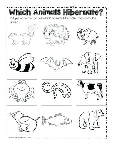 Hibernation Worksheet for Preschool the Practice Of Remaining Inactive or Sleeping Followed by