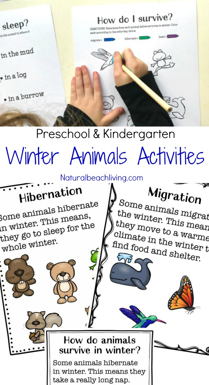 Hibernation Worksheet for Preschool Winter Animals for Preschool Activities Natural Beach Living