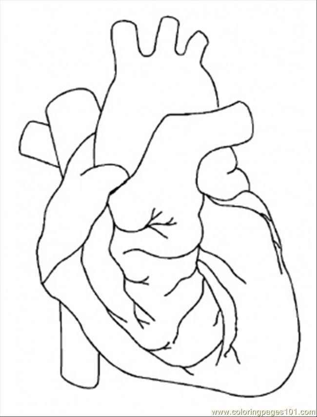 Human Heart Coloring Worksheet Anatomical Heart Coloring Page Coloring Home