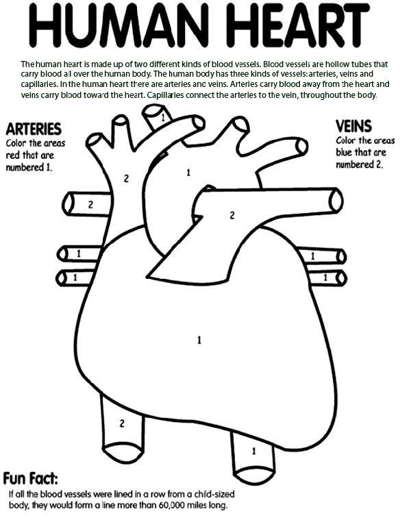 Human Heart Coloring Worksheet Free Human Heart Coloring Page From Crayola