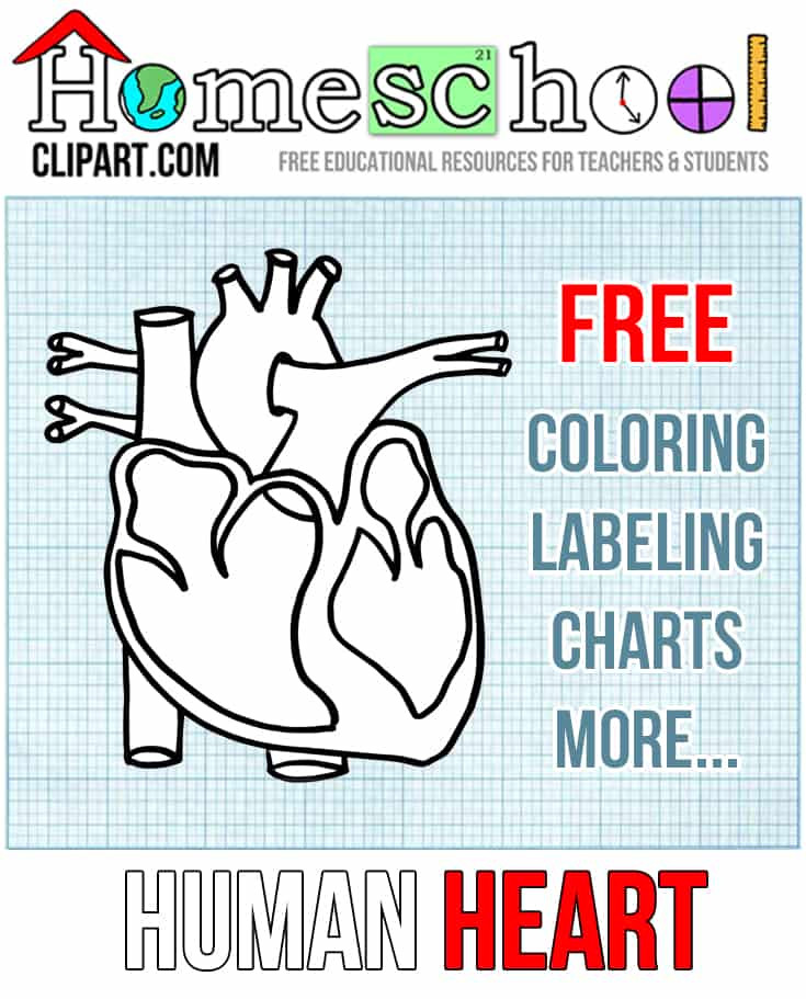 Human Heart Coloring Worksheet Heart Anatomy Coloring Page
