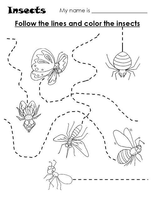 Insect Worksheets for Preschoolers Animal Trace Worksheets for Kids