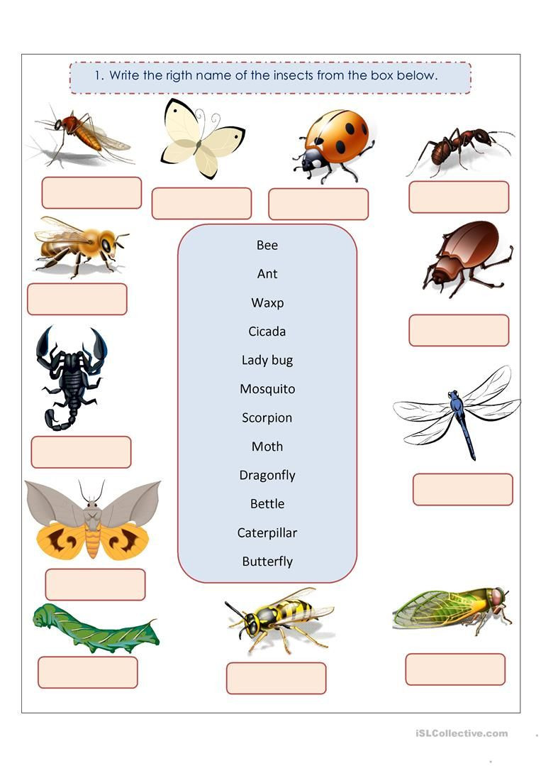 Insect Worksheets for Preschoolers Insects