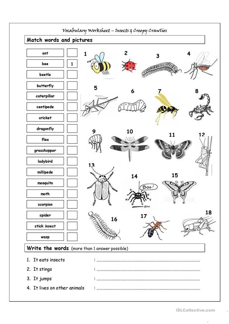 Insect Worksheets for Preschoolers Vocabulary Matching Worksheet Insects