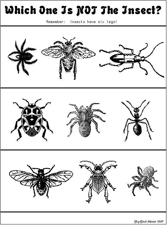Insect Worksheets for Preschoolers which One is Not An Insect&quot; Worksheet