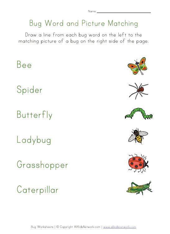 Insects Worksheets for Kindergarten Bug Matching Worksheet