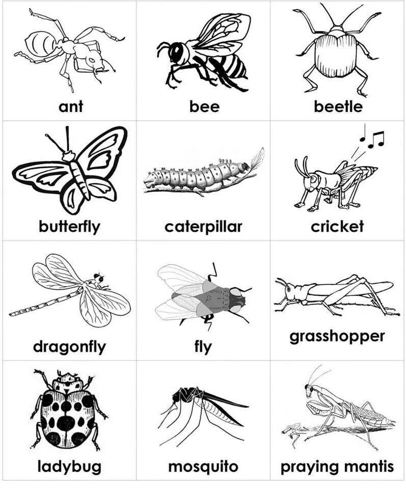 Insects Worksheets for Kindergarten English Vocabulary Insects