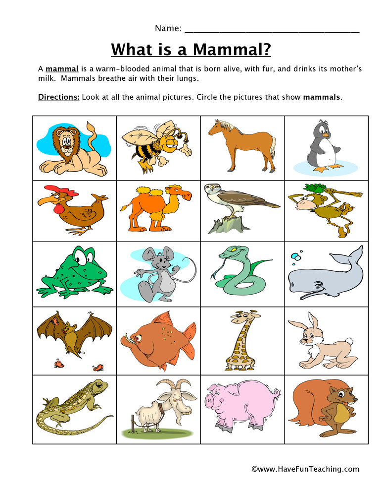 Mammal Worksheets First Grade Mammal Classification Worksheet