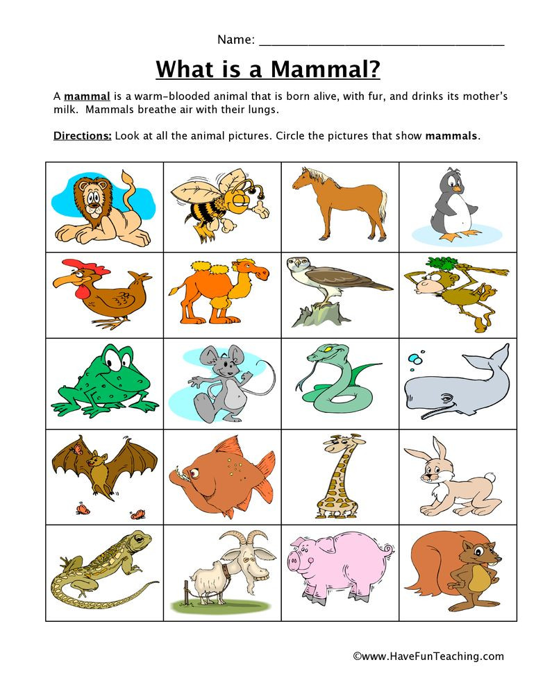 Mammal Worksheets for Kindergarten Mammal Classification Worksheet