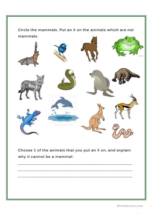 Mammal Worksheets for Kindergarten Mammals English Esl Worksheets for Distance Learning and