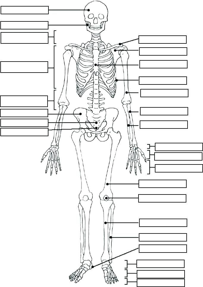 Printable Anatomy Labeling Worksheets à¸à¸±à¸à¸à¸´à¸à¹à¸à¸¢ à¸à¸ à¸²à¸à¸²à¸¥ à¸ à¹à¸§à¸¢à¸ à¸à¸©à¹à¸à¸­à¸ à¹à¸ à¹à¸à¸à¸à¸¶à¸à¸ à¸±à¸