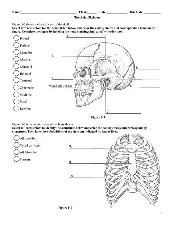 Printable Anatomy Labeling Worksheets Anatomy Labeling Worksheets Google Search