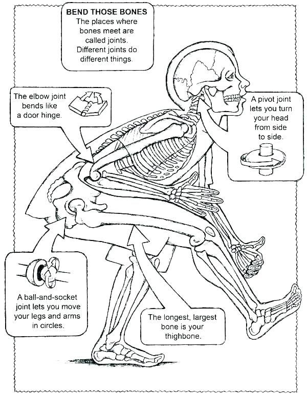 Printable Anatomy Labeling Worksheets Anatomy Labeling Worksheets Printable Human and Physiology