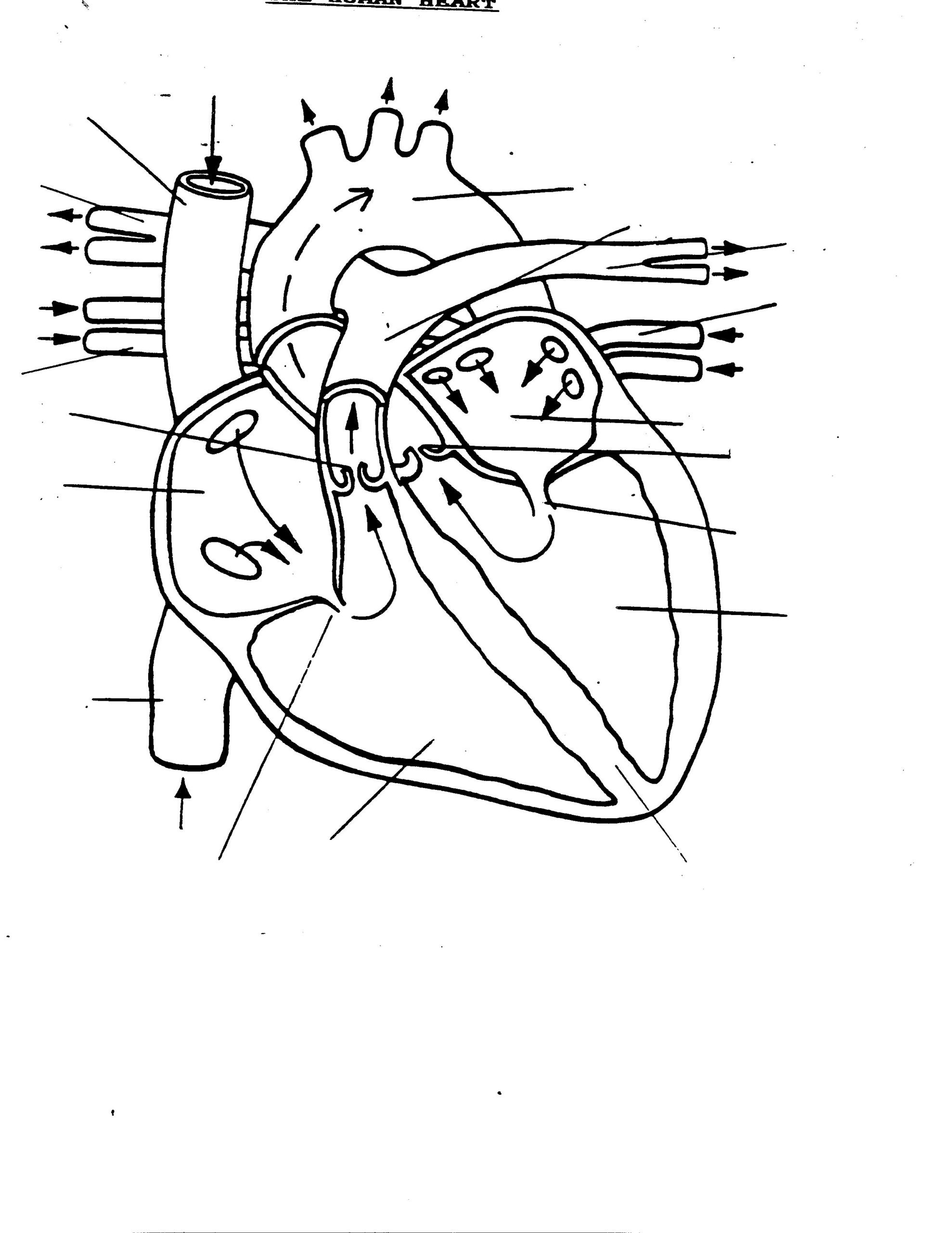 Printable Anatomy Labeling Worksheets Circulatory Worksheet for the Heart Printable Worksheets and