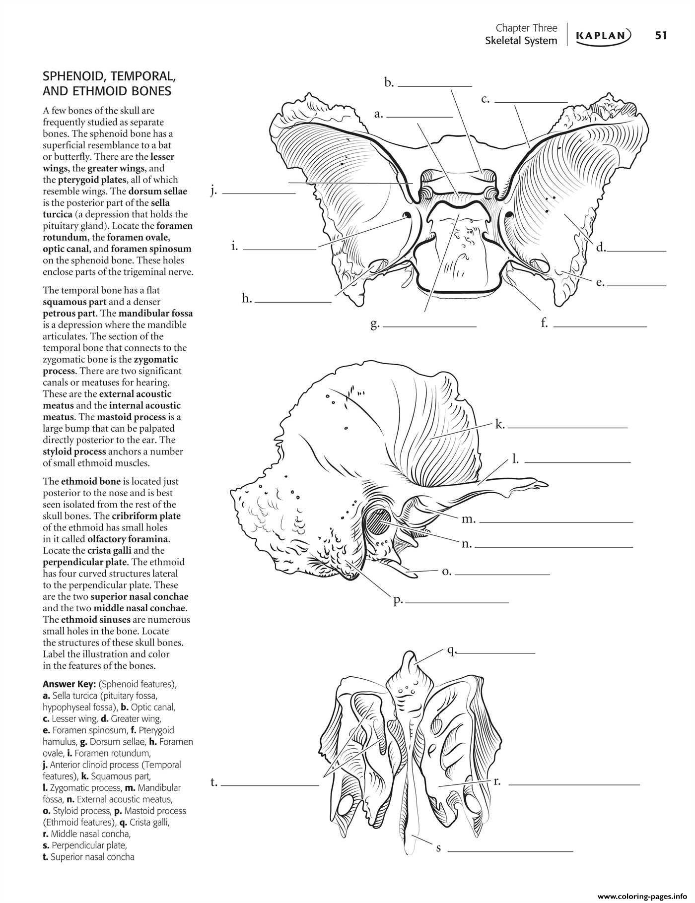 Printable Anatomy Labeling Worksheets Coloring Pages Brainnatomy Labeling Quiz Free Book Pdf