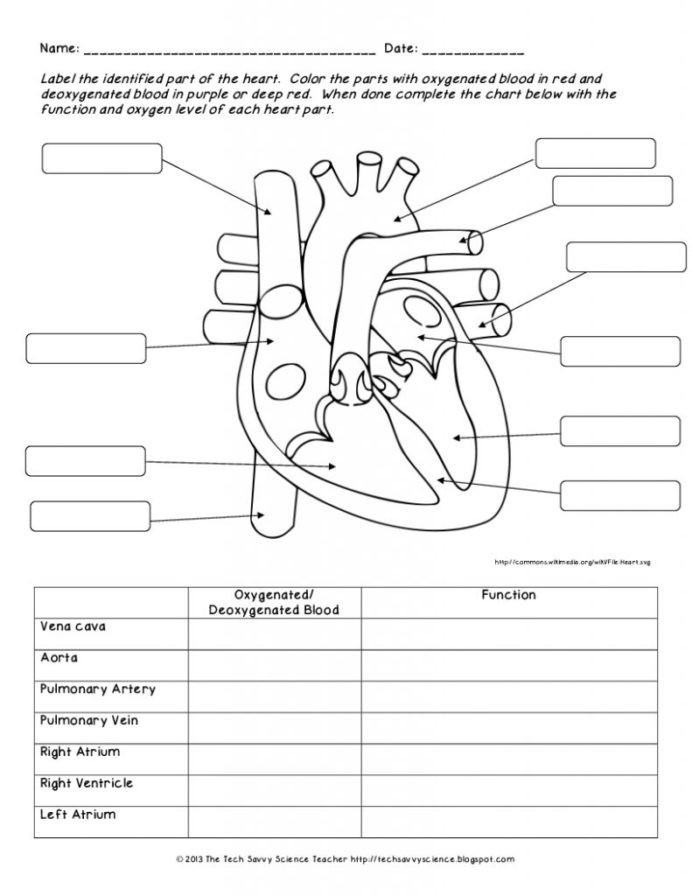 Printable Anatomy Labeling Worksheets Human Body Structure and Function Worksheet Biology